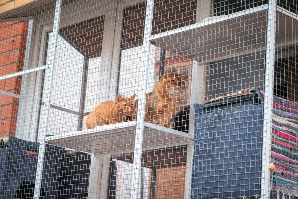 catio on a balcony