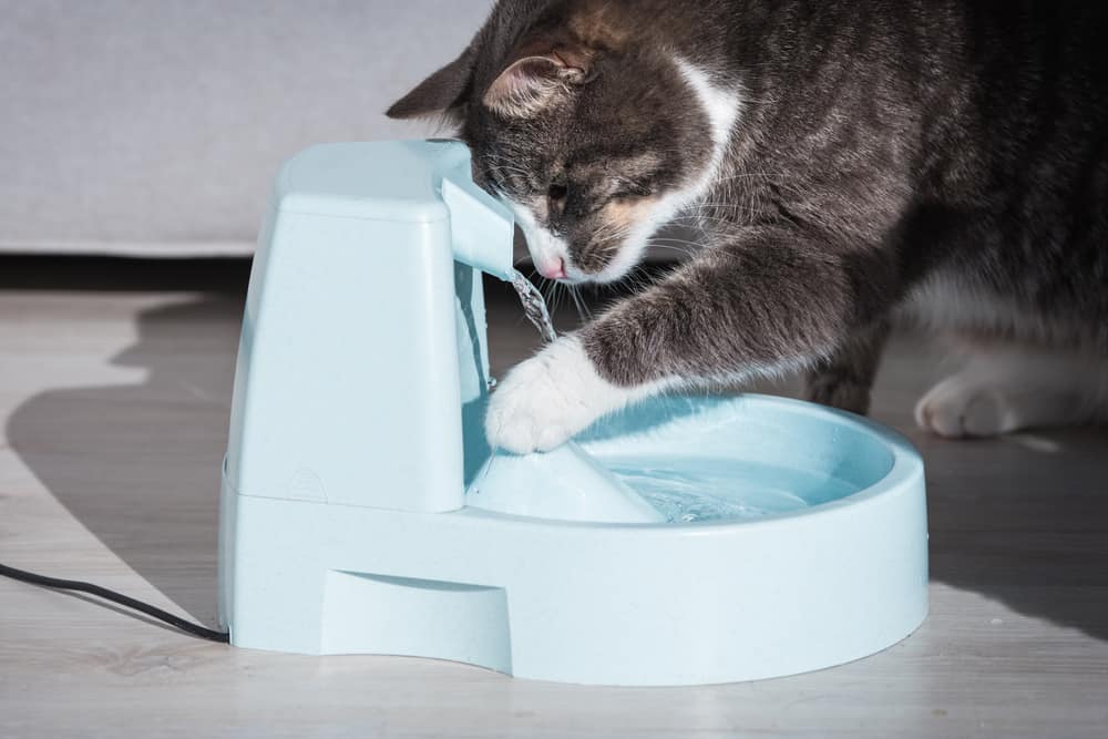 cat drinking water