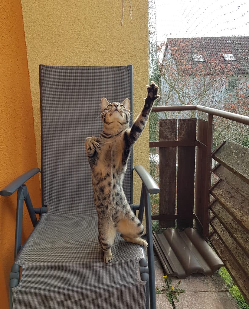 cat playing on a balcony