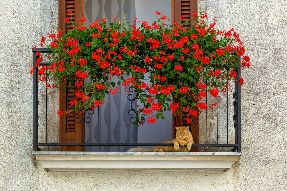 cat being shaded by plants on a balcony
