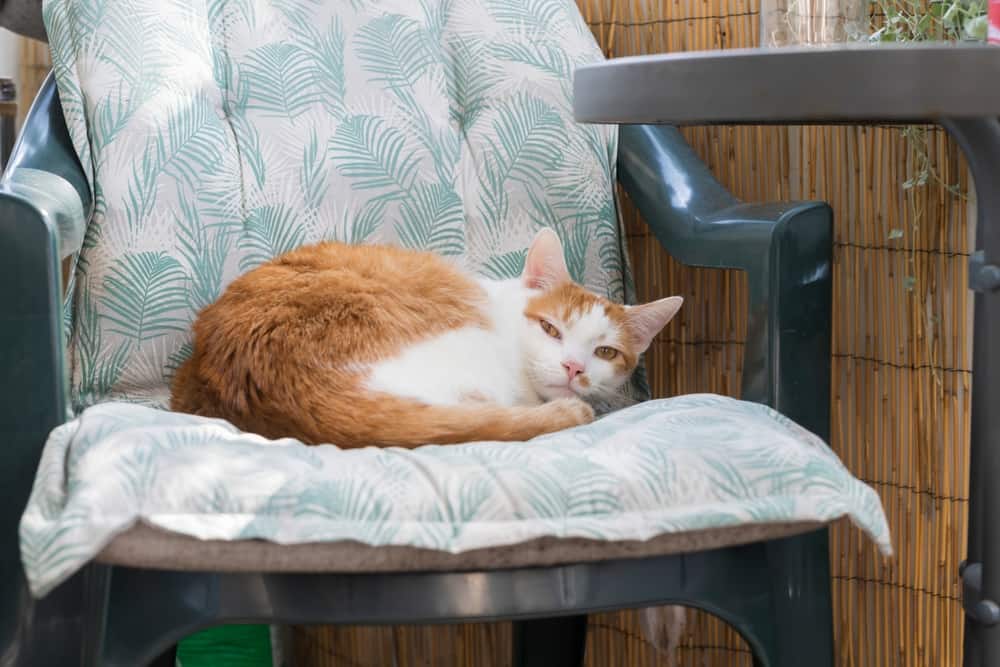 cat lounging in the sun on a balcony