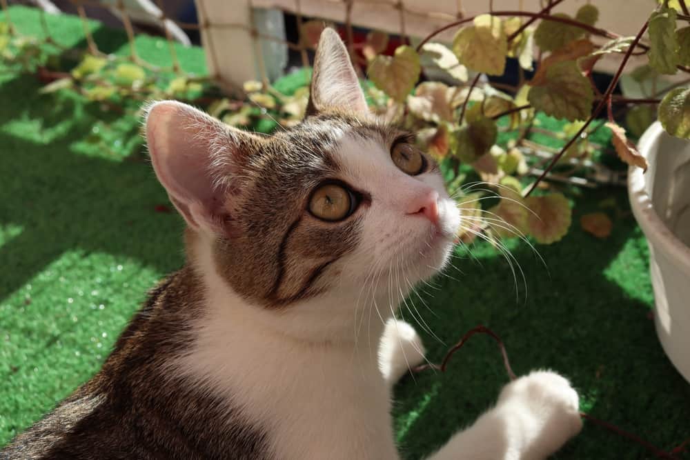 cat lounging on artificial balcony grass