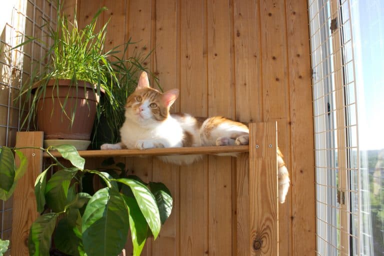 10 Ideas for a Cat Friendly Balcony Balcony Boss