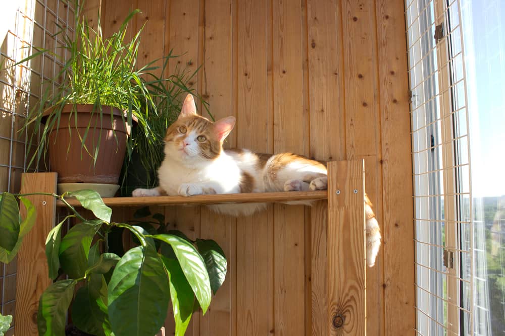 cat lounging on a shelf on a balcony