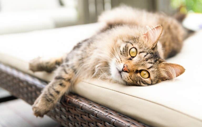 How to Keep Cats Off Outdoor Furniture (9 Solutions)