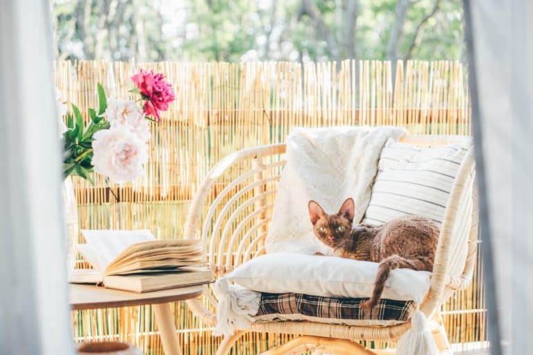 How to Cat Proof a Balcony (11 Solutions) Balcony Boss