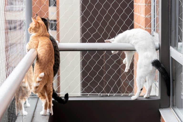 10 Ideas for a Cat Friendly Balcony Balcony Boss