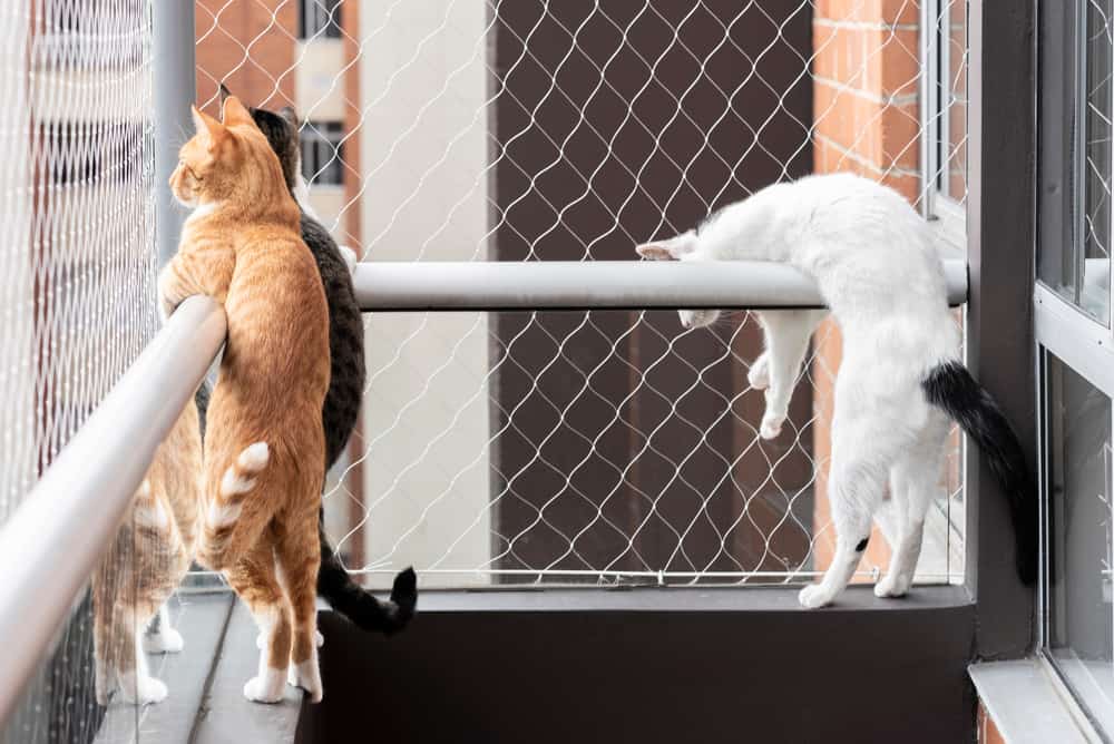 cats leaning over balcony railing but being protected by netting