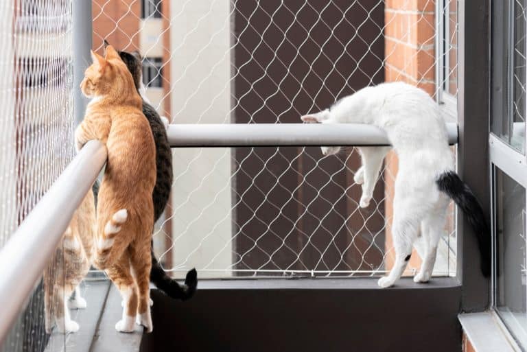 How to Cat Proof a Balcony (11 Solutions)