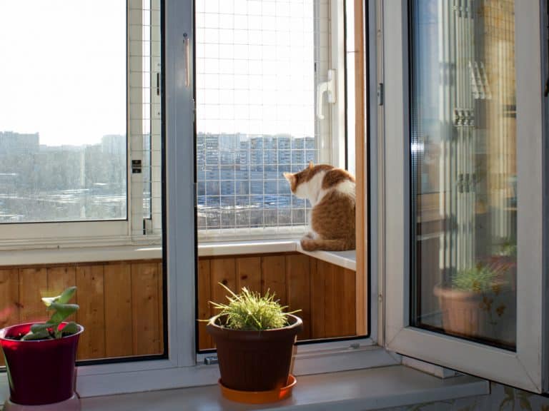 How to Cat Proof a Balcony (11 Solutions) - Balcony Boss