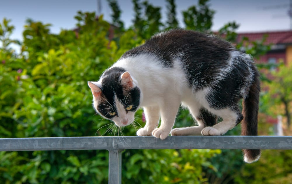 how to keep dog from jumping of balcony