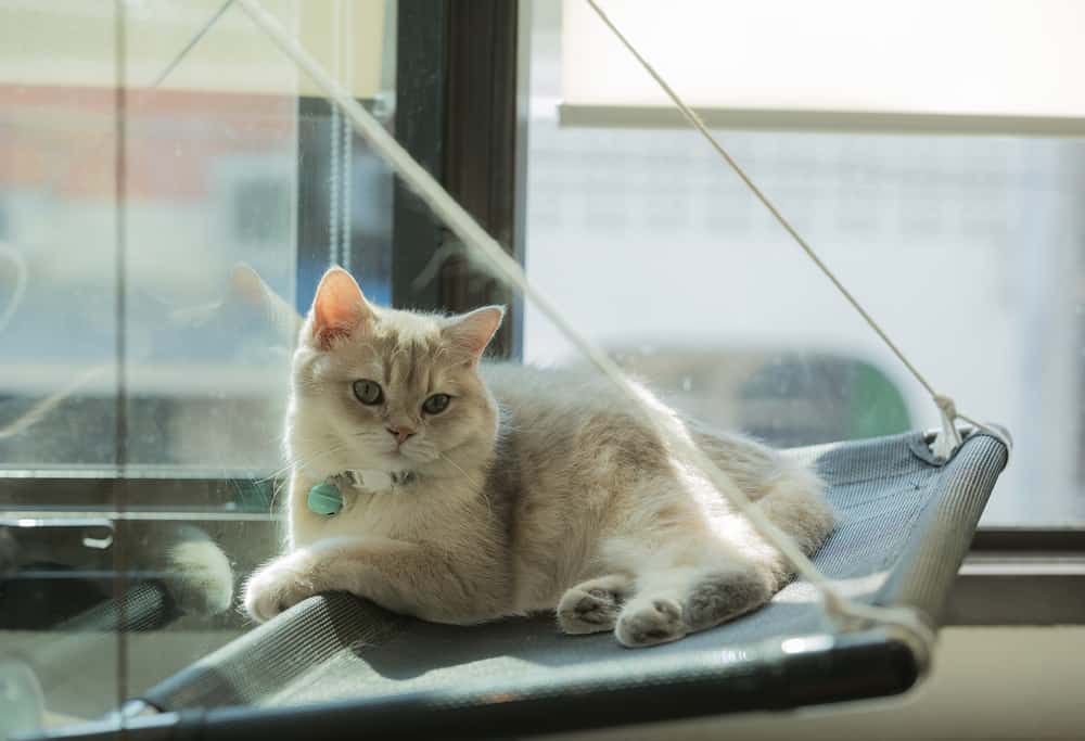 cat window seat