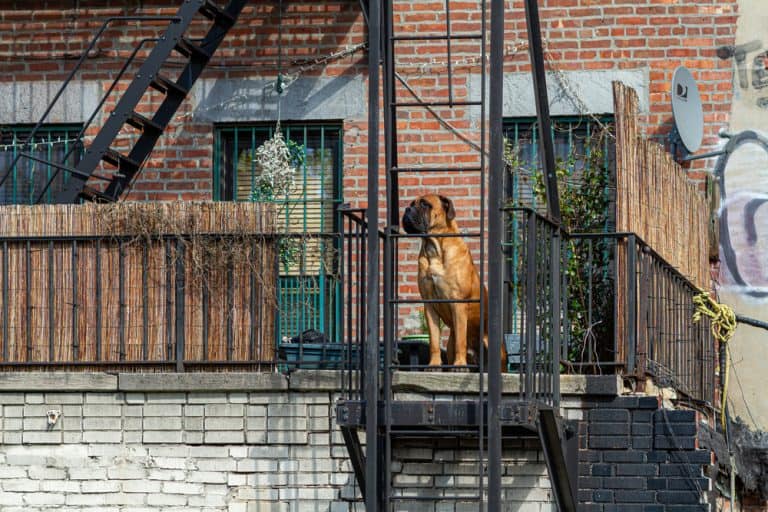 8 Safe and Stylish Ways to Decorate a Fire Escape Balcony Boss