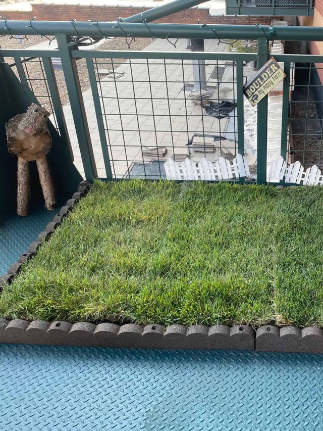 cropped-tools-free-grass-dog-potty.jpg