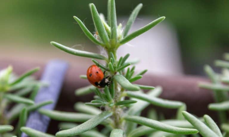 How (and Why) to Attract Ladybugs to Your Balcony Garden