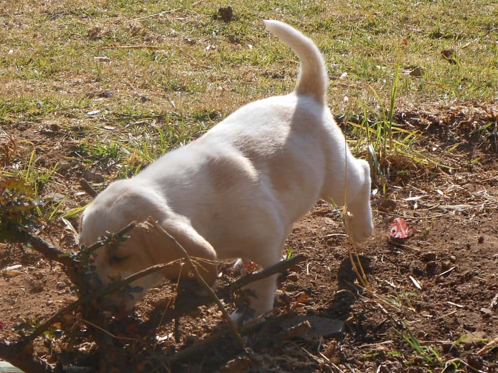 9 Best Materials for a Dog Potty Area