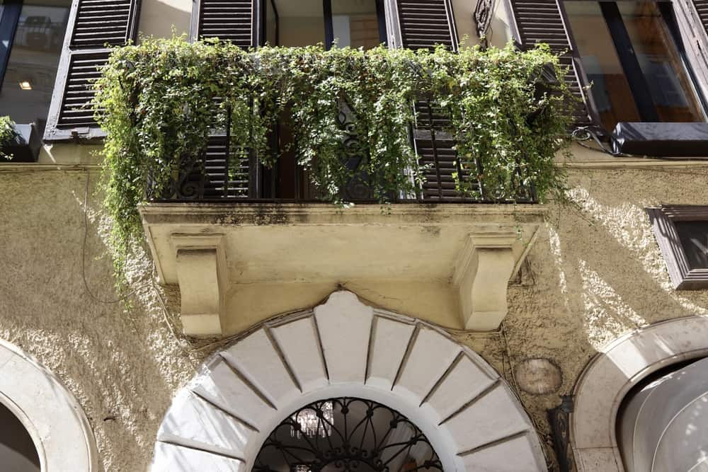 balcony trailing plant