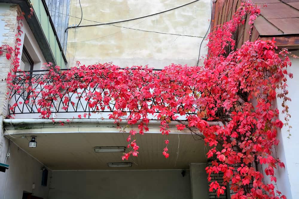 balcony trailing plant