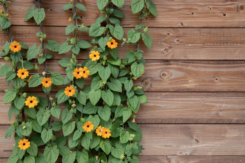 balcony trailing plant