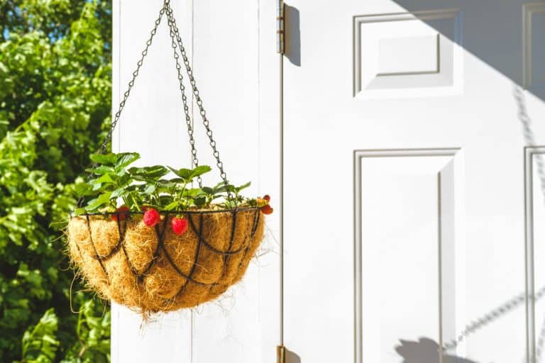 7 Best Trailing Plants for Balconies or Decks Balcony Boss