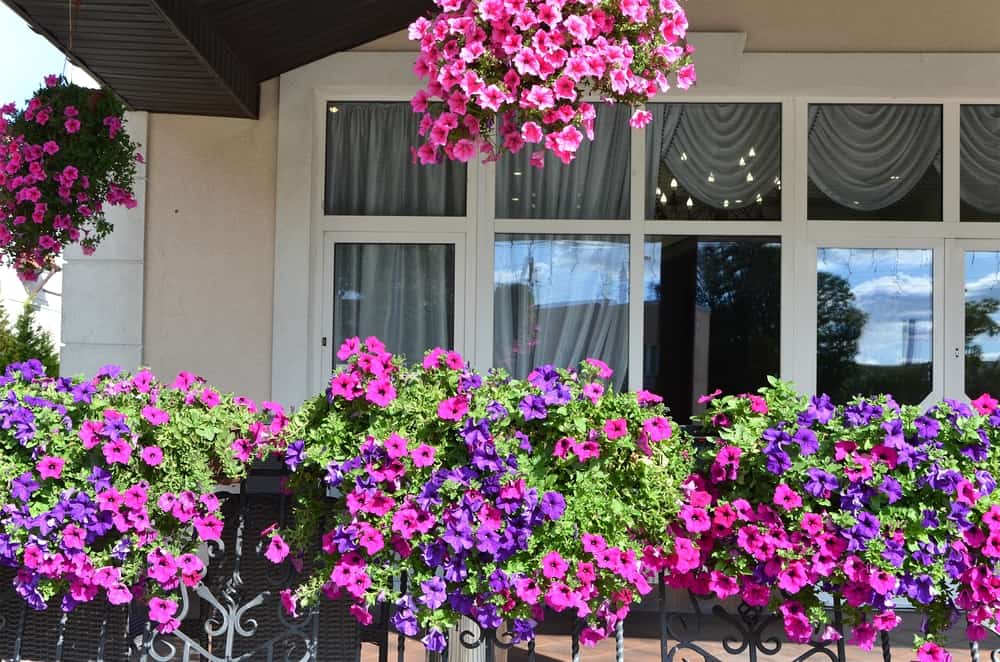 balcony trailing plant