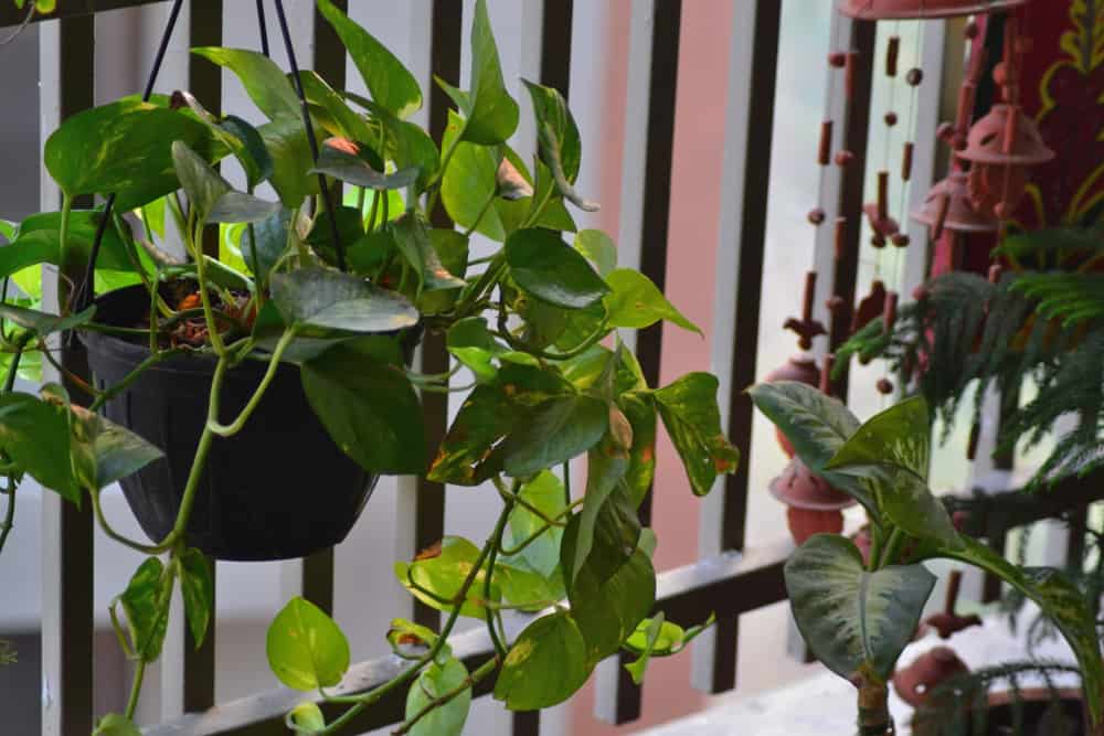 balcony trailing plant