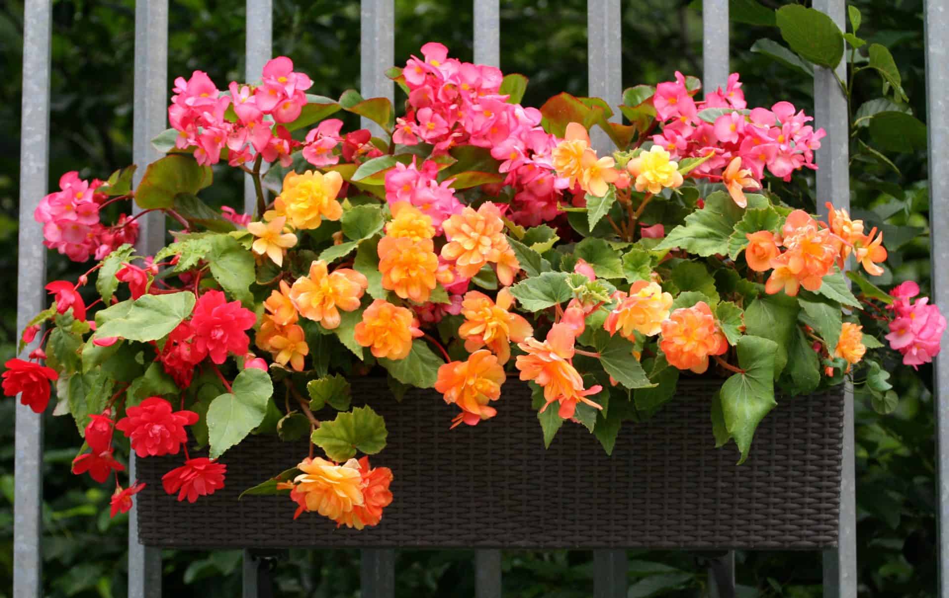 Best ShadeLoving Plants for a Shady Balcony Balcony Boss