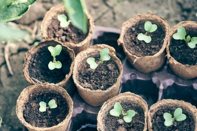 The Best (and Worst) Cauliflower Companion Plants