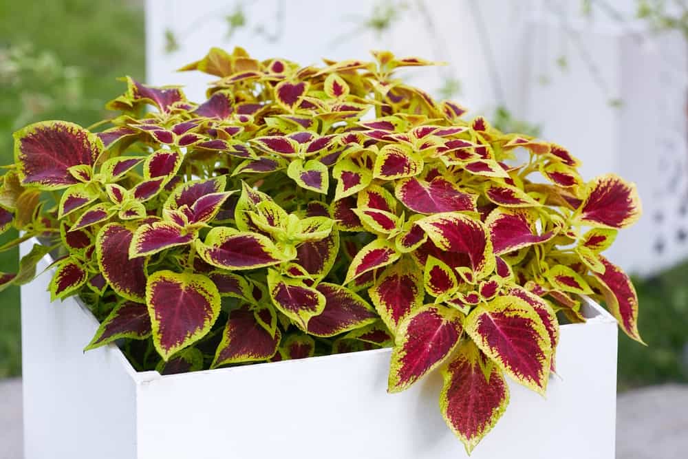 partial shade balcony plants