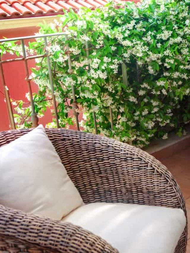 balcony climbing plants