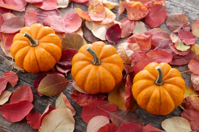 How to Grow and Care for Mini Pumpkins