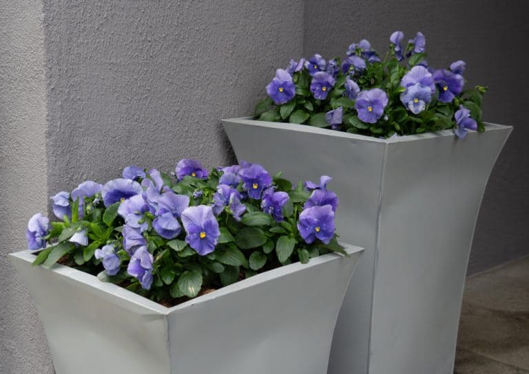 Best ShadeLoving Plants for a Shady Balcony Balcony Boss