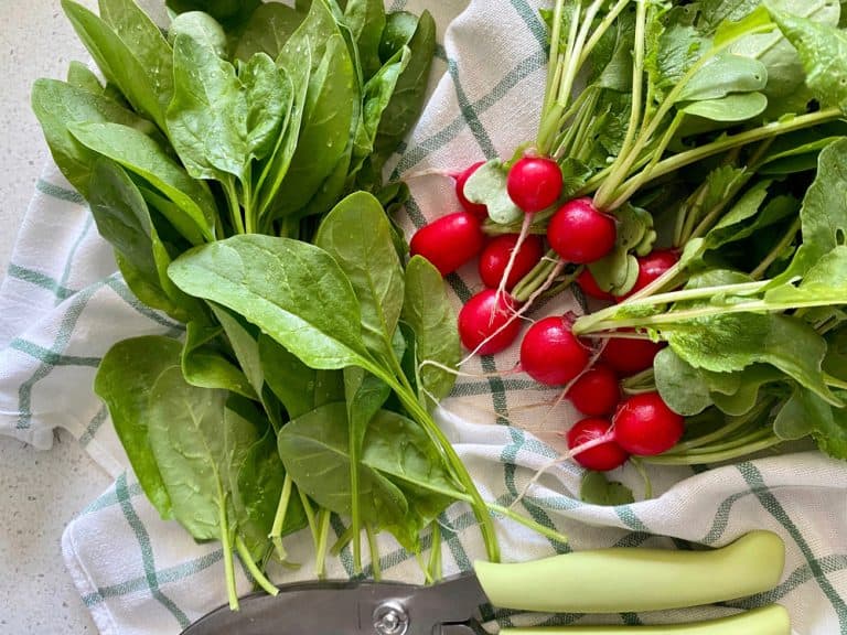 The Best (and Worst) Spinach Companion Plants