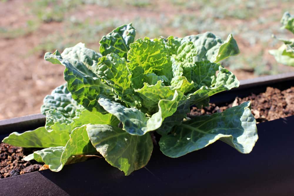 Image of Cabbage and string beans companion planting