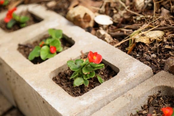 flowers-in-cinder-block