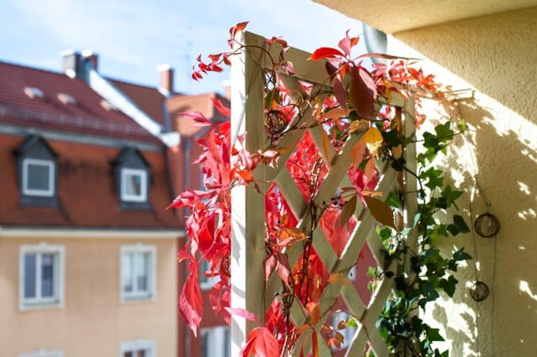 15 Best Privacy Plants for Balconies, Decks & Patios Balcony Boss