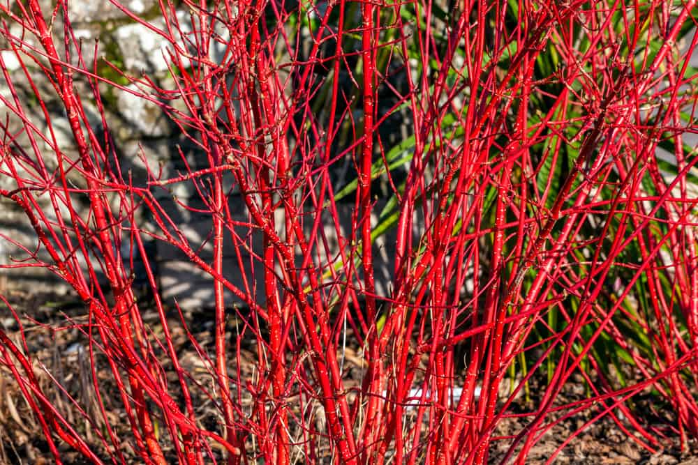 red twig dogwood privacy plant