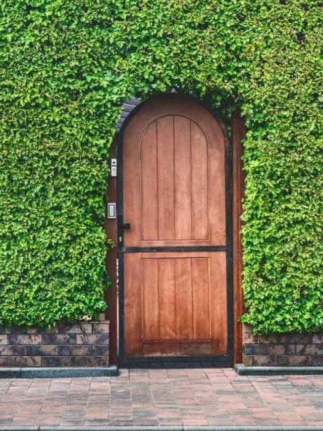 Close-up,,Wooden,Door,Texture,Green,Buxus,Hedge.,Hedgerow,Backdrop