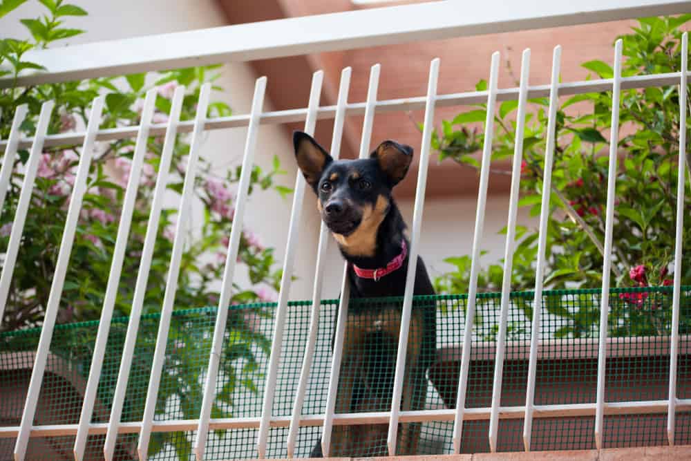 pet fencing on a balcony