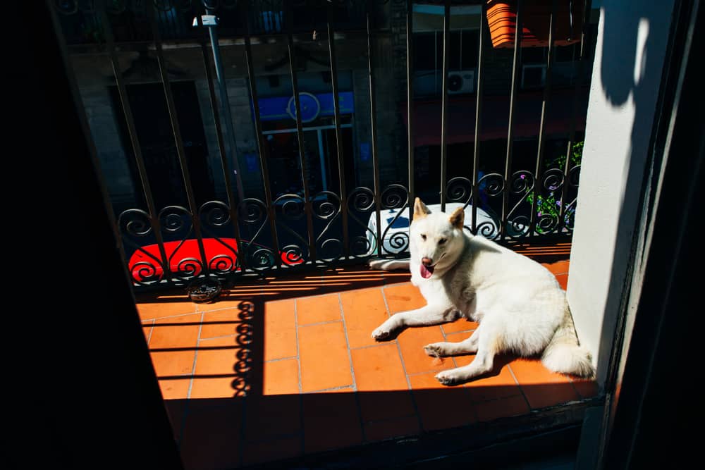dog lounging in the sun on a balcony