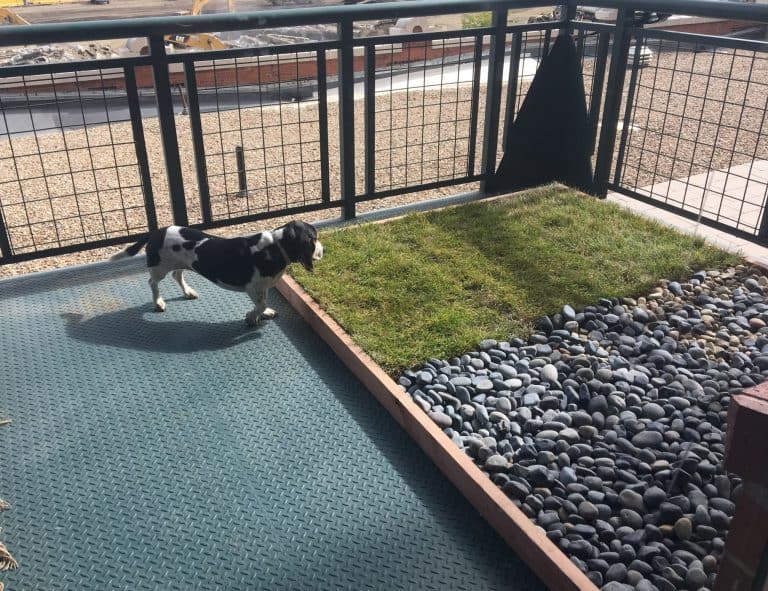 DIY Balcony Dog Potty Areas with Real Grass Balcony Boss