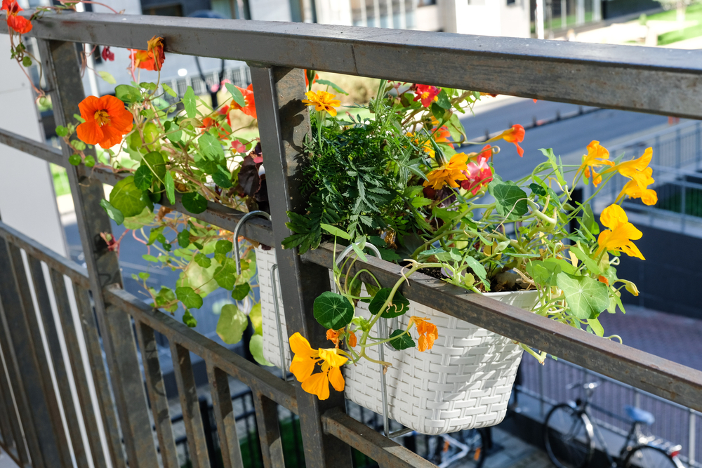 juliet balcony plants
