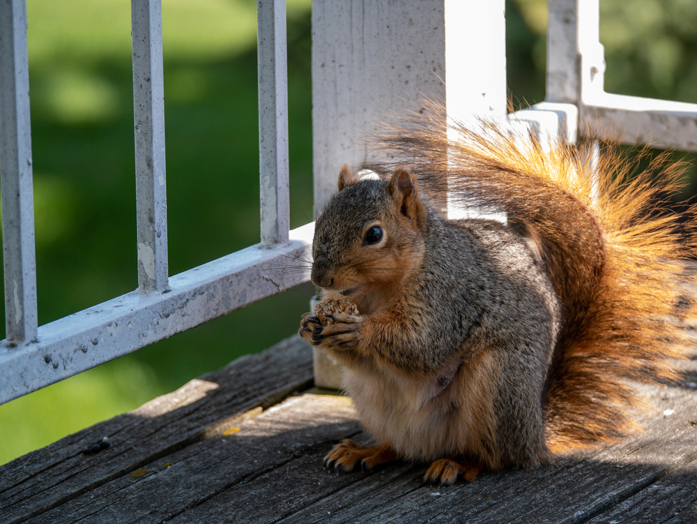 squirrel eating on balcony