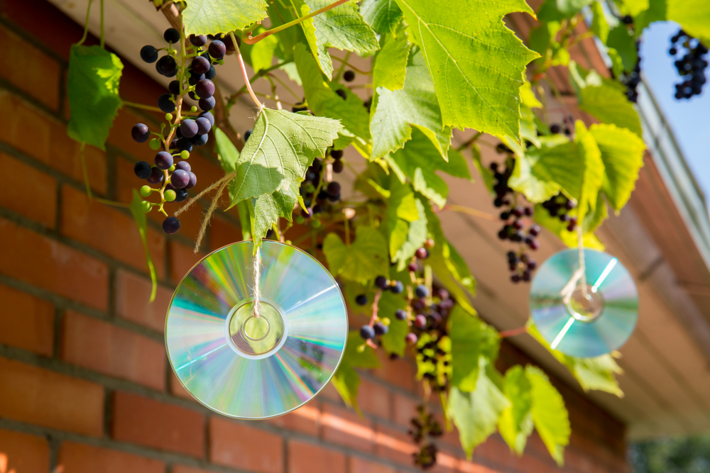 CDs hanging on outdoor area to detract pigeons