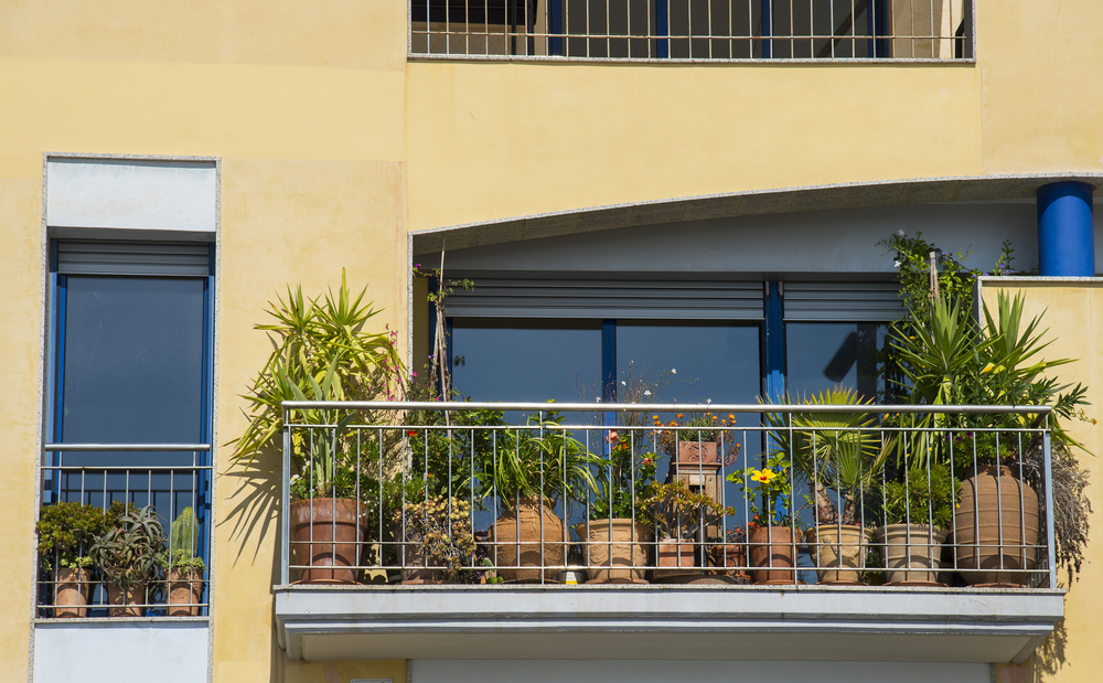 privacy plants with planters