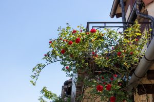 How to Grow Roses on a Balcony (3 Methods + What to Know) - Balcony Boss