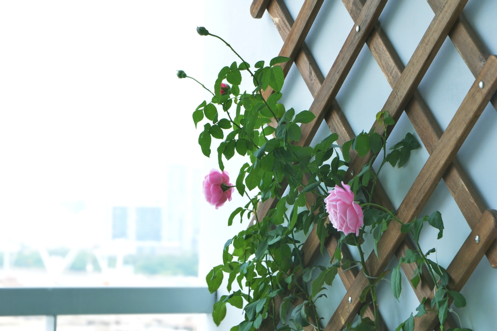 How to Grow Roses on a Balcony (3 Methods + What to Know) Balcony Boss