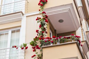 How to Grow Roses on a Balcony (3 Methods + What to Know) - Balcony Boss