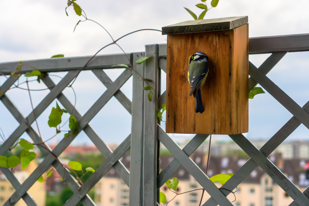 bird feeder on a balcony