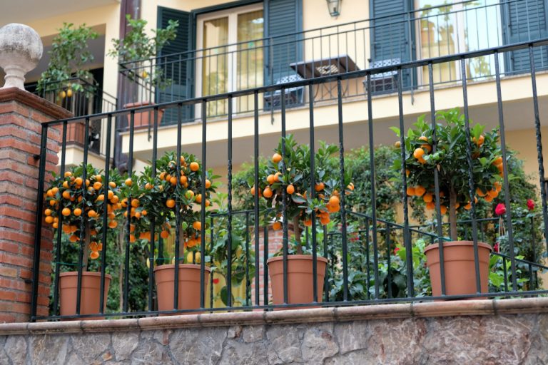 10 Best Plants for a Balcony in Full Sun Balcony Boss